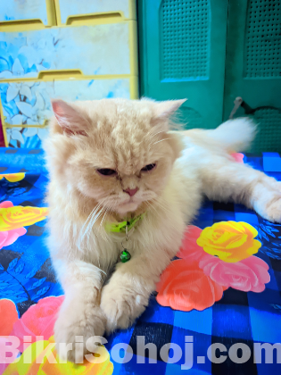 Persian cat female